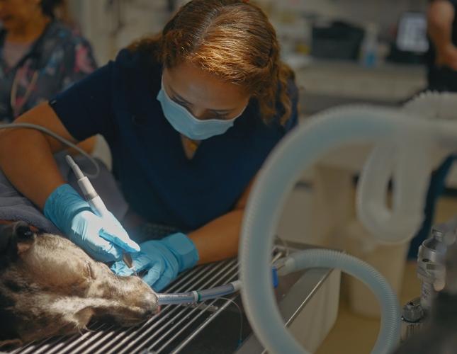 Doctor Recommended a Dental Cleaning for Your Pet? Here’s Why