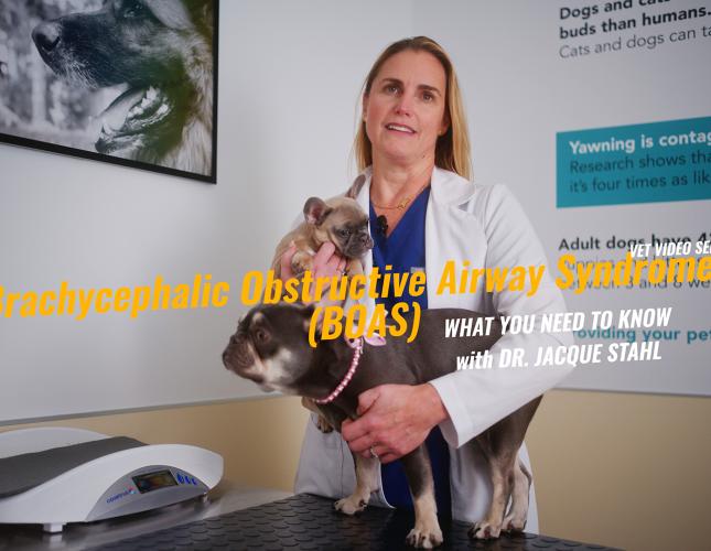 Brachycephalic Obstructive Airway Syndrome Surgery (BOAS): Helping Short-Nosed Dogs Breathe