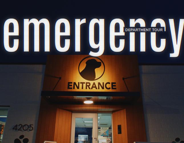 Inside Our Sister Hospital’s Veterinary Emergency Room - Columbia Pike Animal Hospital