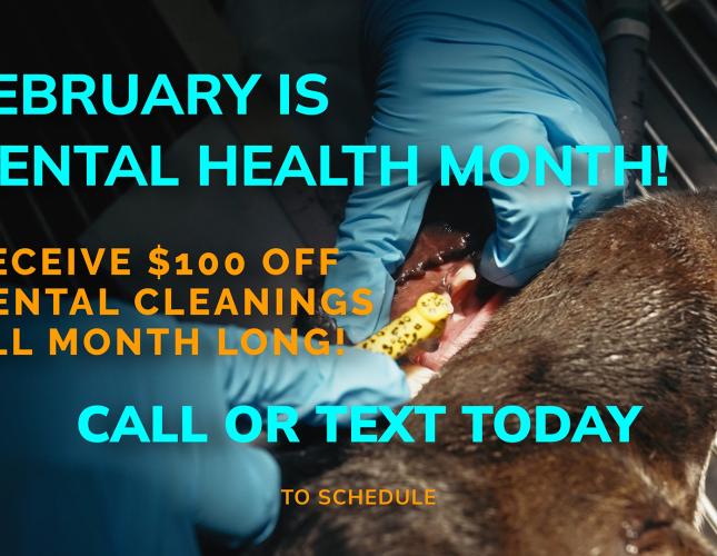 February Is Pet Dental Health Month