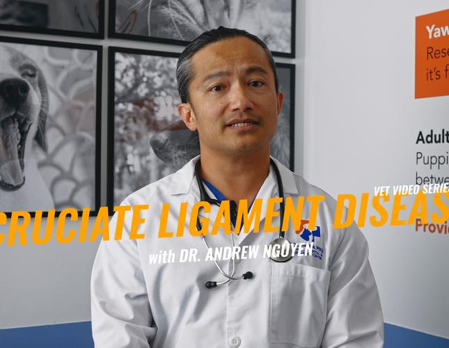 TPLO Surgery for Dogs: Understanding Cruciate Ligament Injuries and Treatment Options