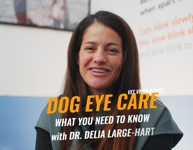 Dog Eye Care: What Every Pet Owner Should Know