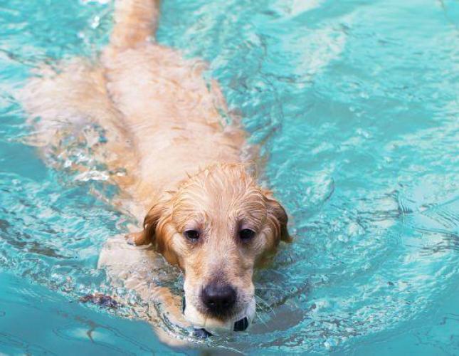 Dealing With a Sprained Dog Tail? Here’s Everything You Should Know About Swimmer’s Tail