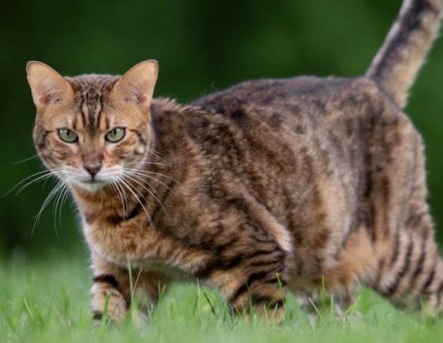 How Hot Is Too Hot for Cats? Your Guide to Caring for Outdoor Cats as Temperatures Rise