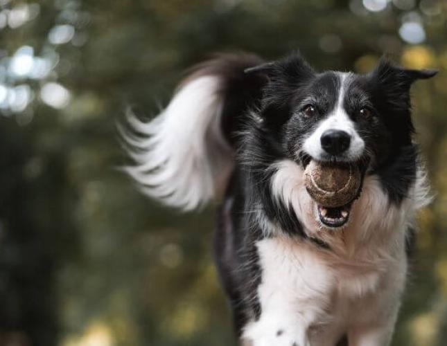 Understanding Dog Emotions: How to Decode Your Dog’s Behaviors & Know What They’re Feeling