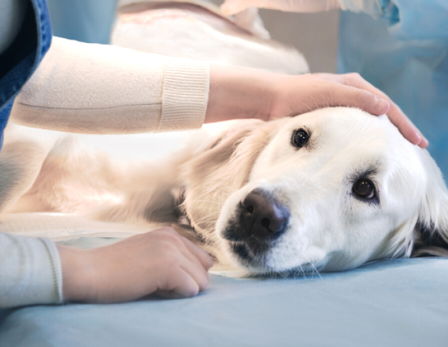 Tips to Prepare for a Successful Surgery for Your Pet
