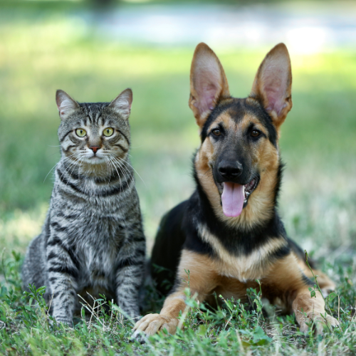 cat and dog