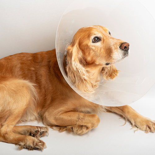 dog in cone