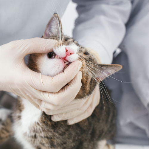 cat oral exam