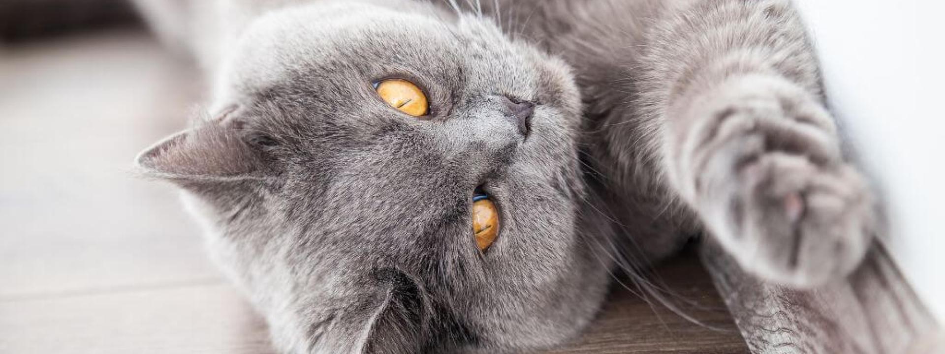 Gray cat stretching from arthritis.