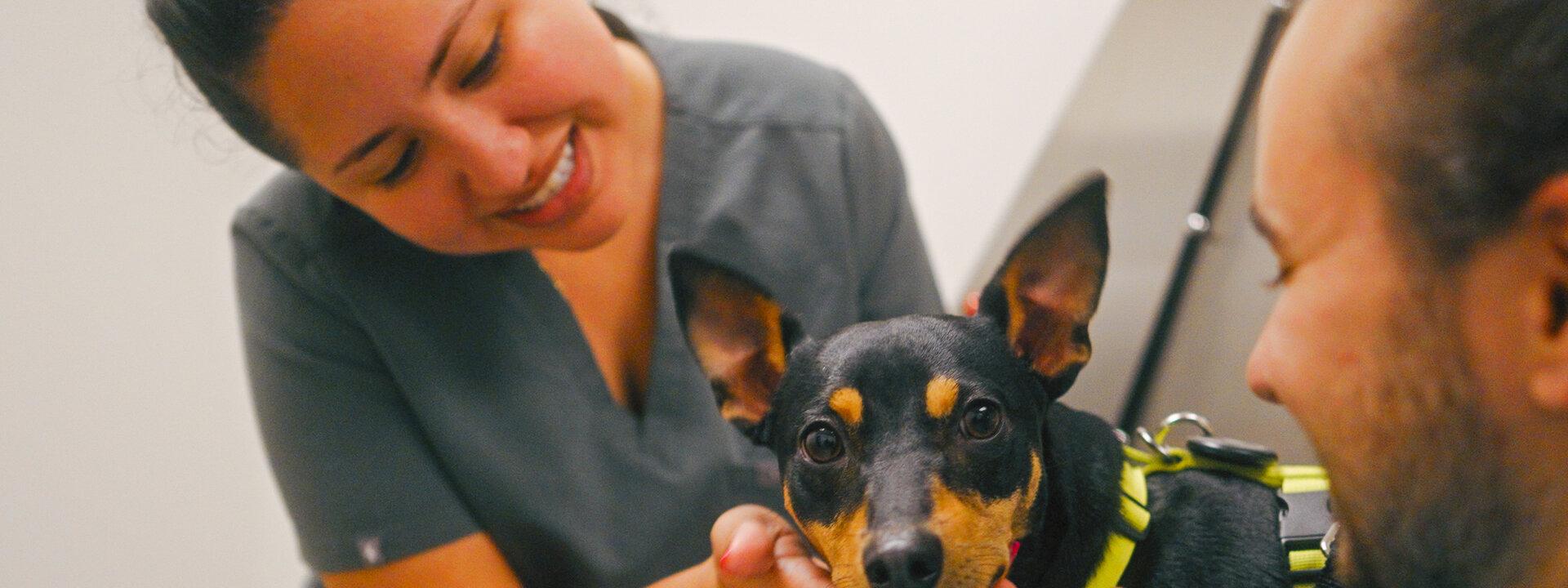 A Town and Country technician and pet parent smiling together with a min pin dog during a Fear Free Appointment