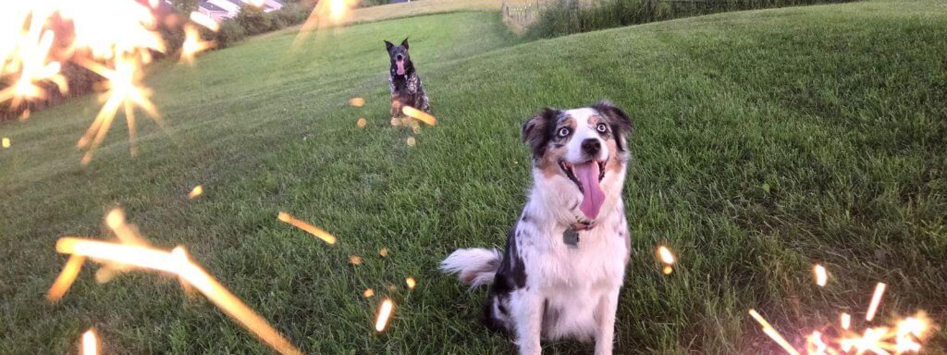 Aussie dogs in a field while their owners hold sparklers in front of the camera