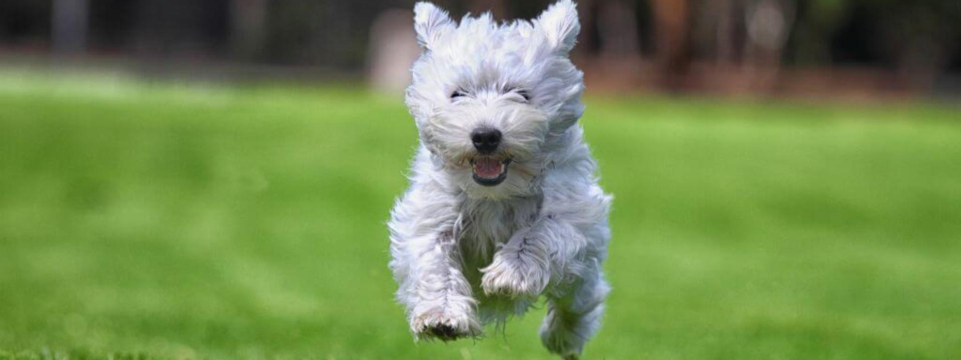 Dog running through grass outside, mobile from dog chiropractic care