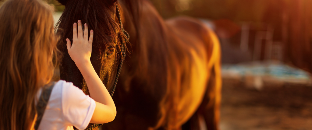 The Basics of Horse Care