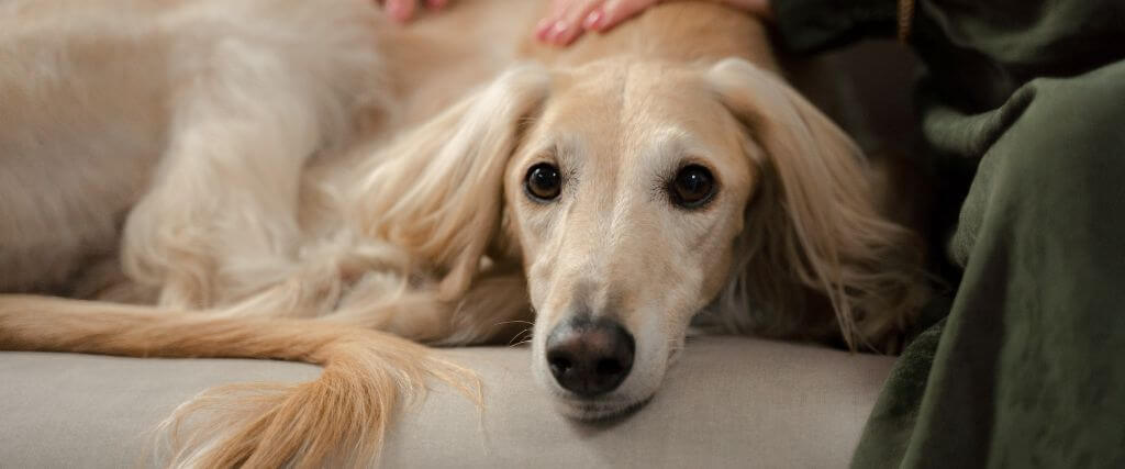 The Most Overlooked Signs of Pain in Pets & How to Spot Them Early