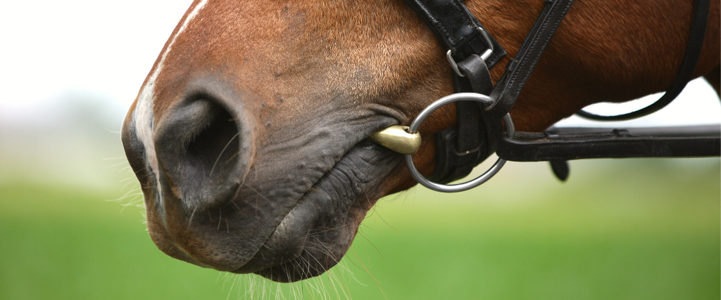 Equine Dental Care And Dental Disease "From The Horse's Mouth"