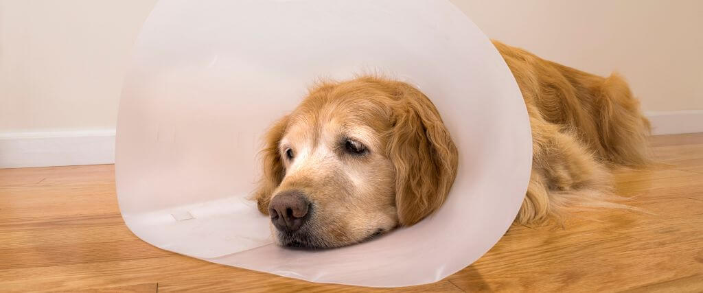 From Fight Wounds to Fractures: Common Trauma Cases Seen in Pets 