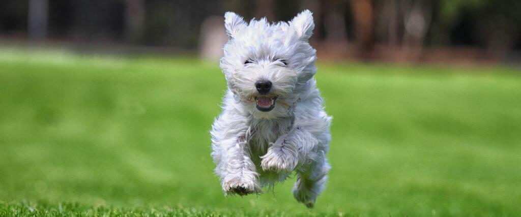 How Chiropractic Care Supports Whole-Body Health in Dogs