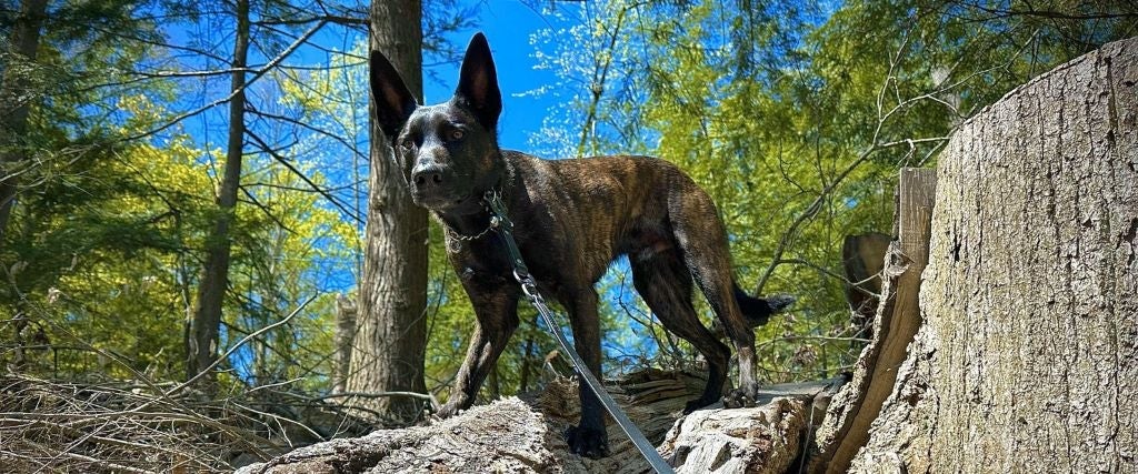 Dog standing on fallen logs while hiking in Summer
