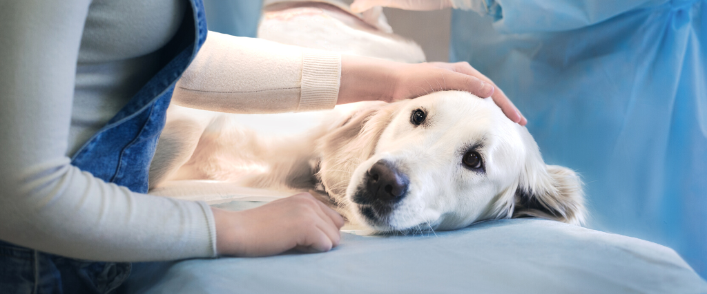 Dog in surgery
